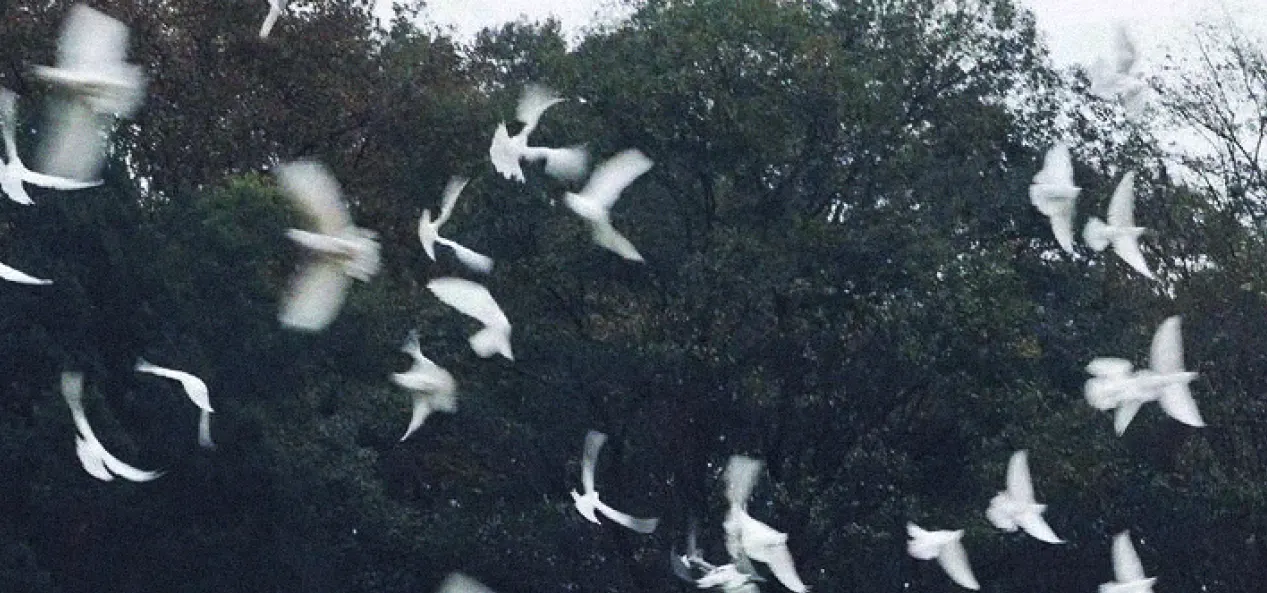 A flock of white doves lifting off against dark trees.